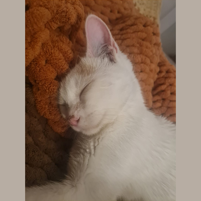 Photo of Pheonix 