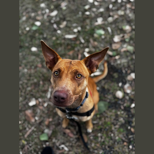 Photo of Bonny