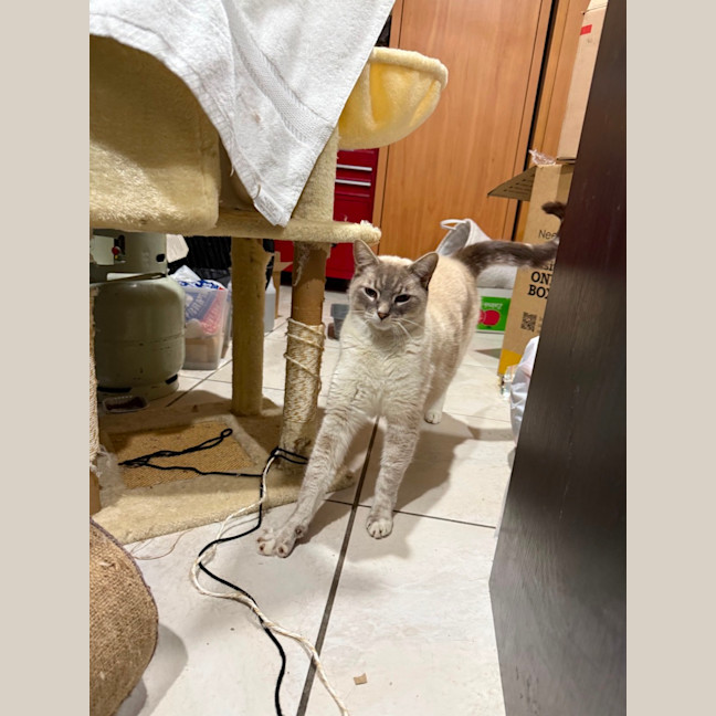 Photo of Tofu