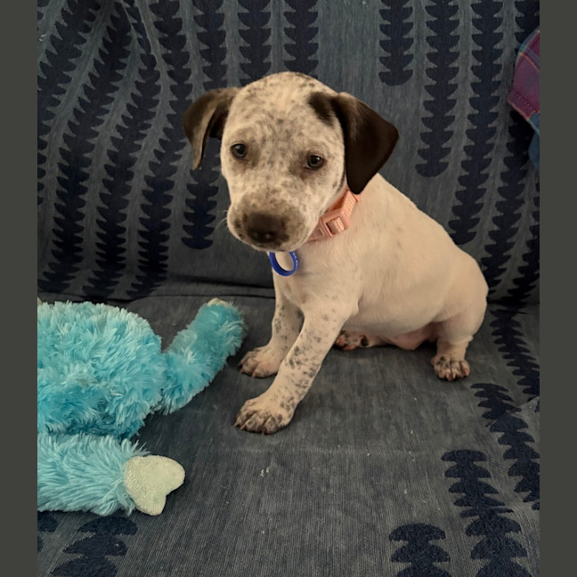 Photo of Mango   10 Week Old Cattle Dog X Staffy