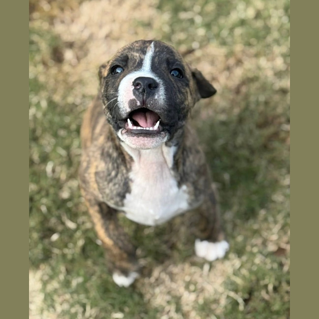 Photo of King Of Hearts 