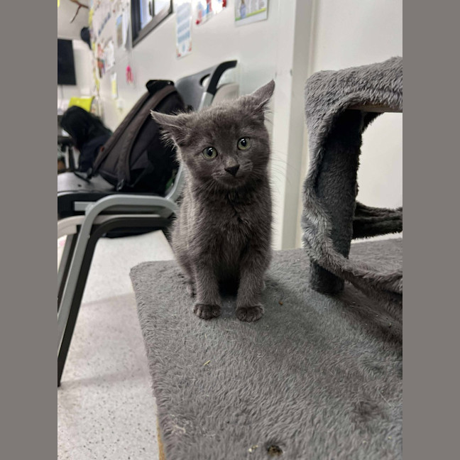 Photo of Pebbles