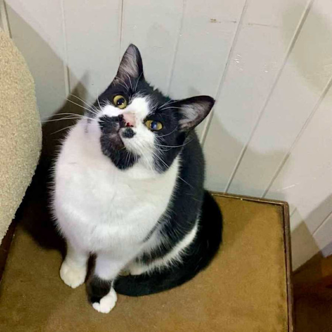 Photo of Douglas    In Foster Care In Thornbury