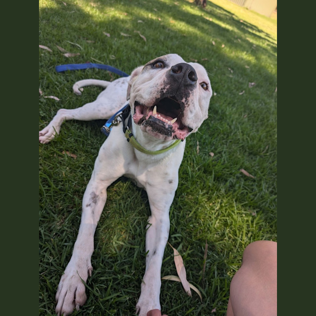 Photo of Knox