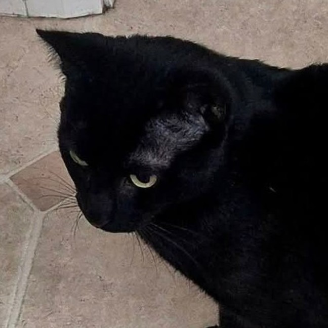 Photo of Juno