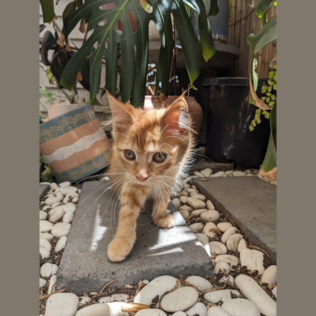 Photo of Minny (Was Saffron)