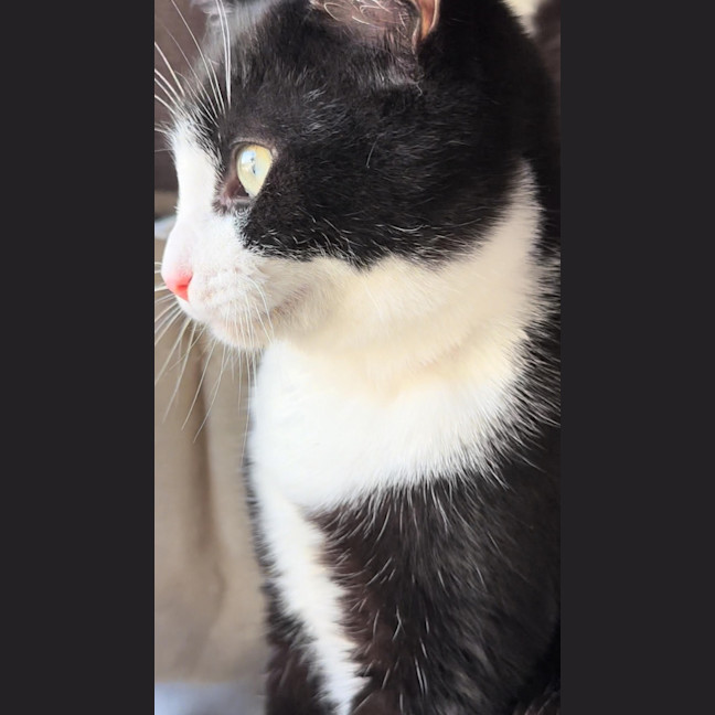Photo of Gochi