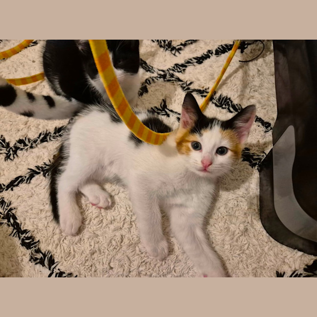 Photo of Harriet Meet Me@Petstock Carrum Downs Store 