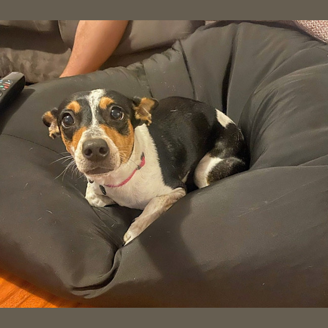 Photo of Pepsi (Was Audrey)