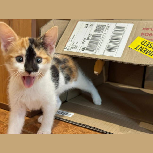 Photo of Stella Bella