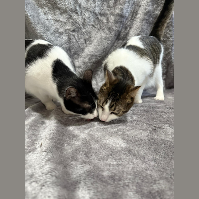 Photo of Hank & Halle