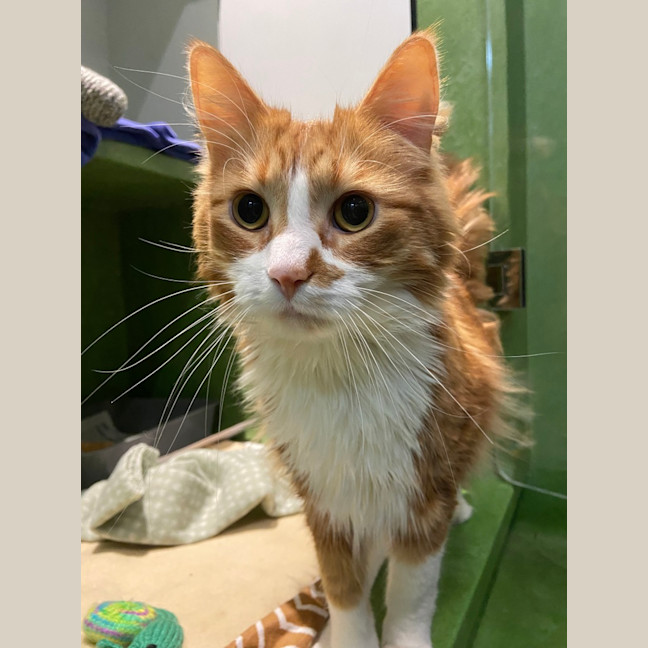 Photo of Ginger
