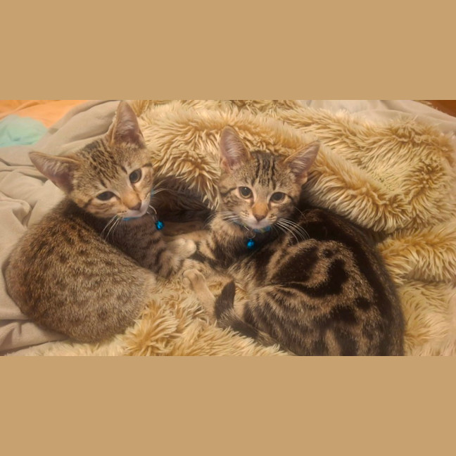 Photo of Nutmeg