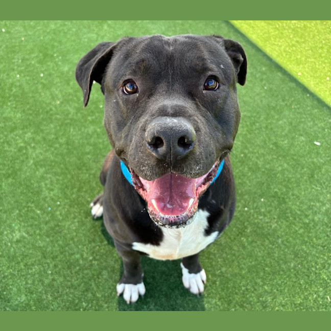 Photo of Bean Imp 1891