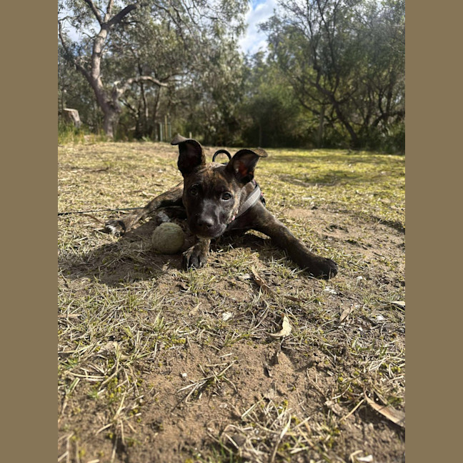 Photo of Lola