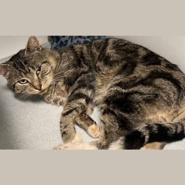 Photo of Earl Grey