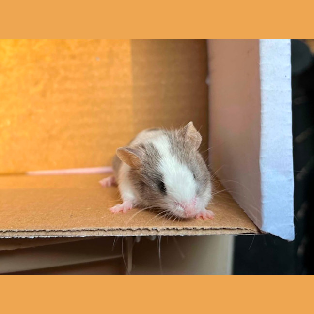 Photo of Remus