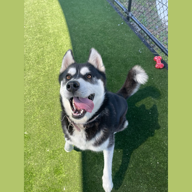 Photo of Charlotte Imp 1544