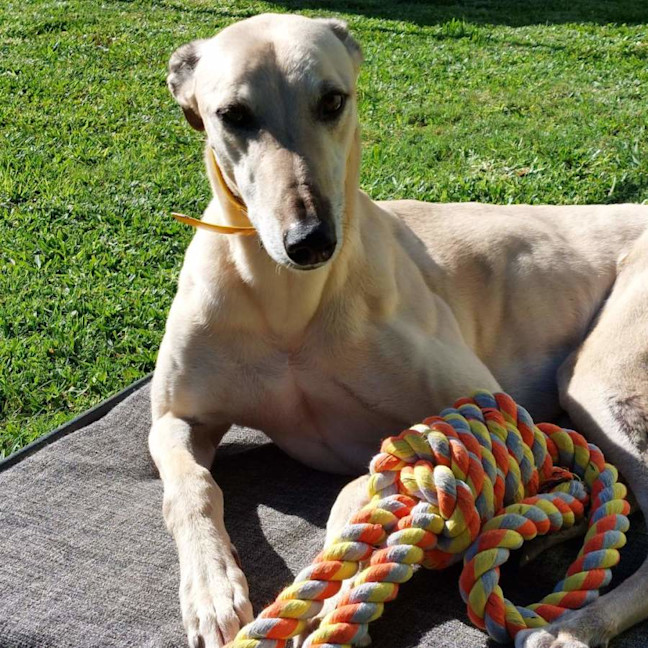 Photo of Mac 🐾💙.  Assisted Rehome