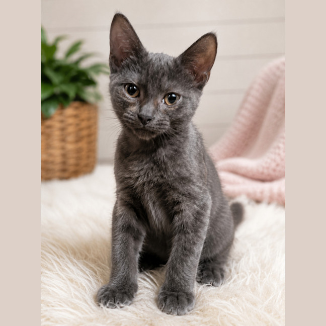 Photo of Wisp
