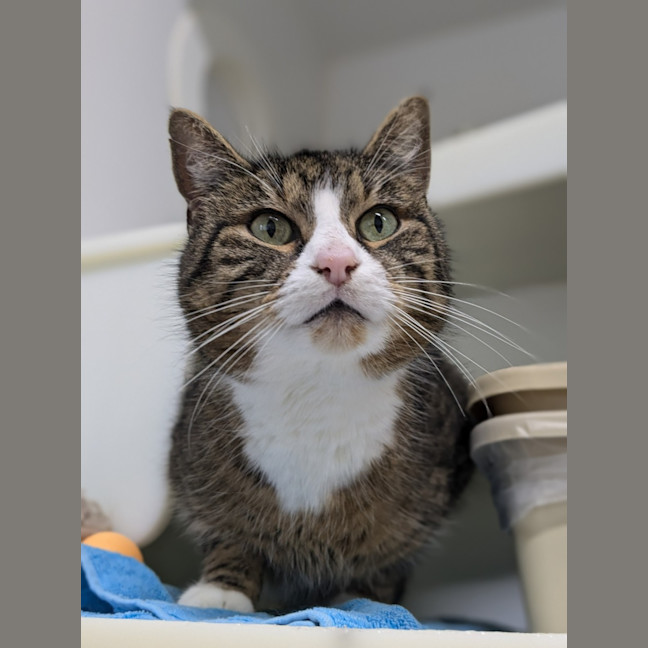 Photo of 🪕 Bruno 5422 🪕