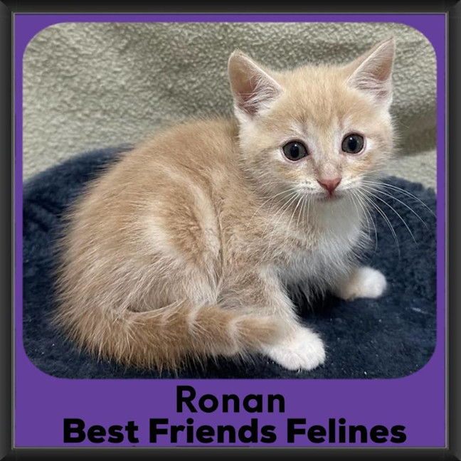 Photo of Ronan 