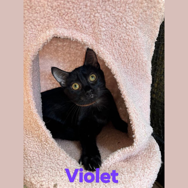 Photo of Violet