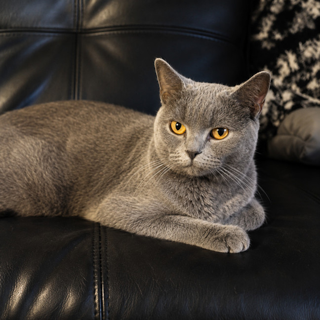 Photo of Layla
