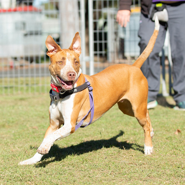 Photo of Buddy