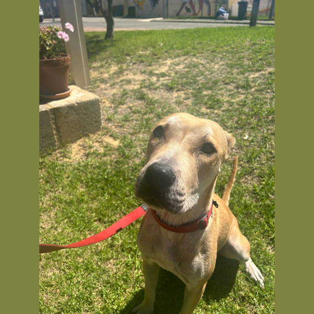 Photo of Luna (Lady)