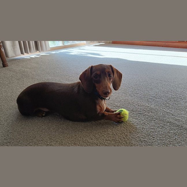 Photo of Rosie (Was Juliet )