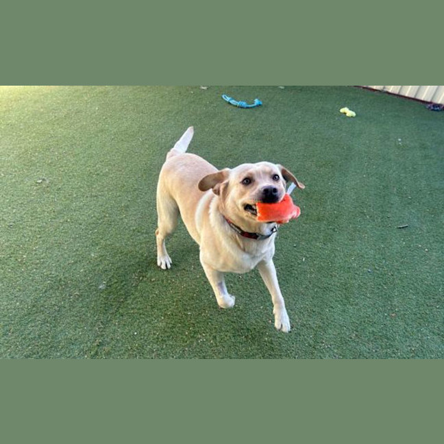 Photo of Yoyo