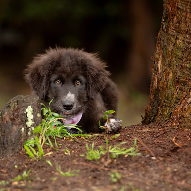 Photo of Daisy (Dipsy)