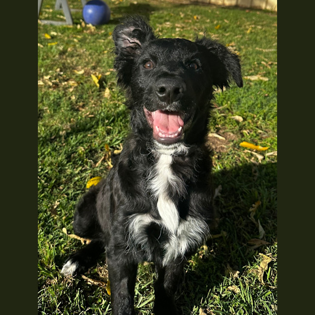 Photo of Dash