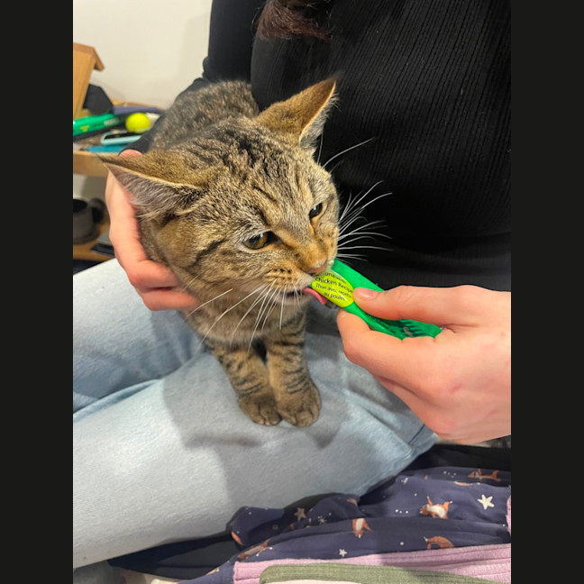 Photo of Bandit Meet Me At Petstock Keysborough Store
