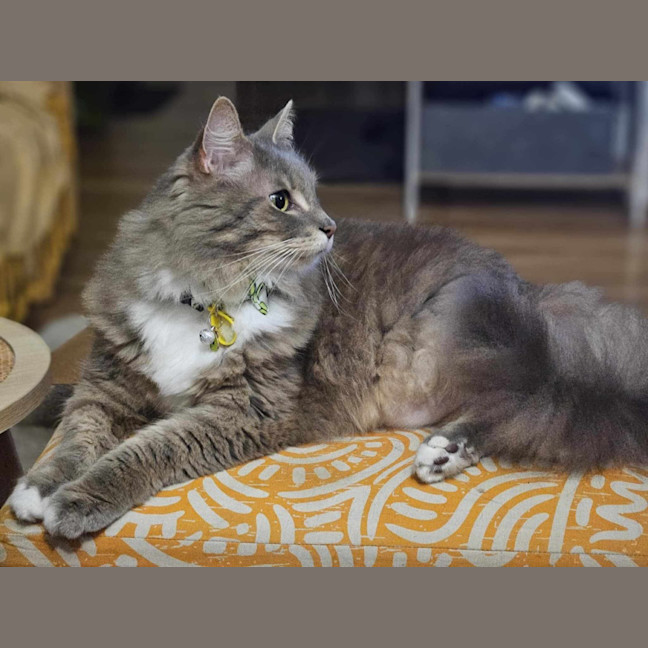 Photo of Klaus