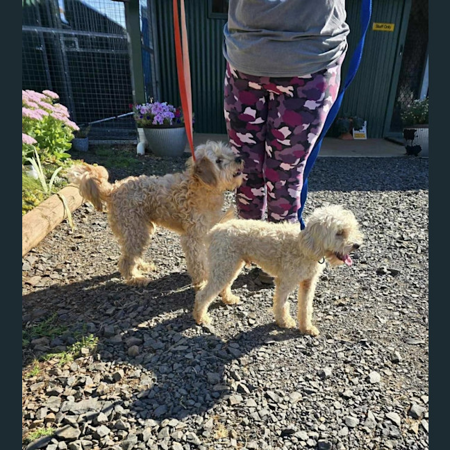 Photo of Bubble And Squeak