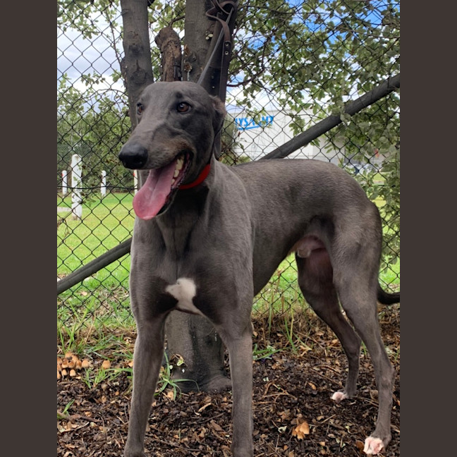 Photo of Tommy (67280)