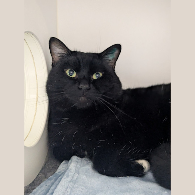 Photo of 🍪 Chonkus Maximus 6335 🍪