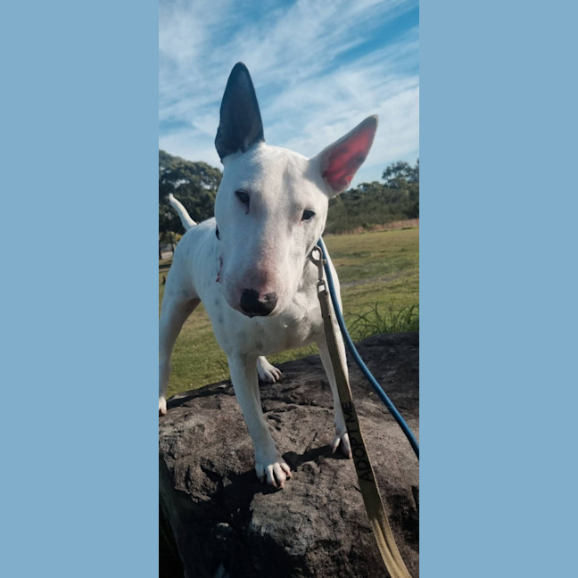 Photo of Brutus