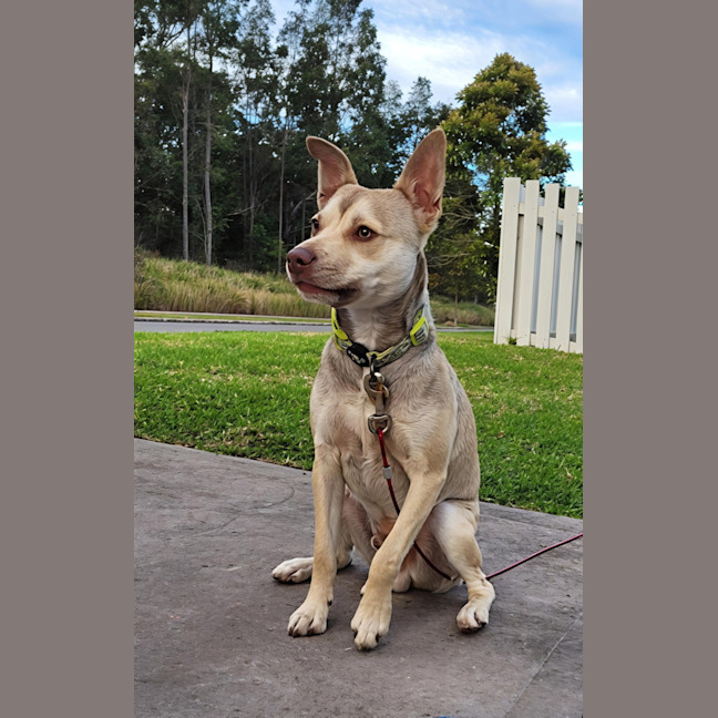 Photo of Mack   2 Year Old Chihuahua X Staffy