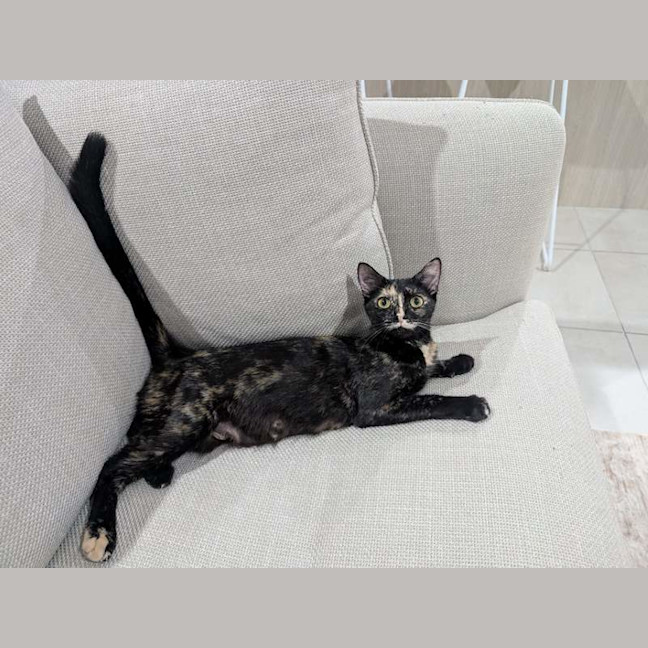 Photo of Olive