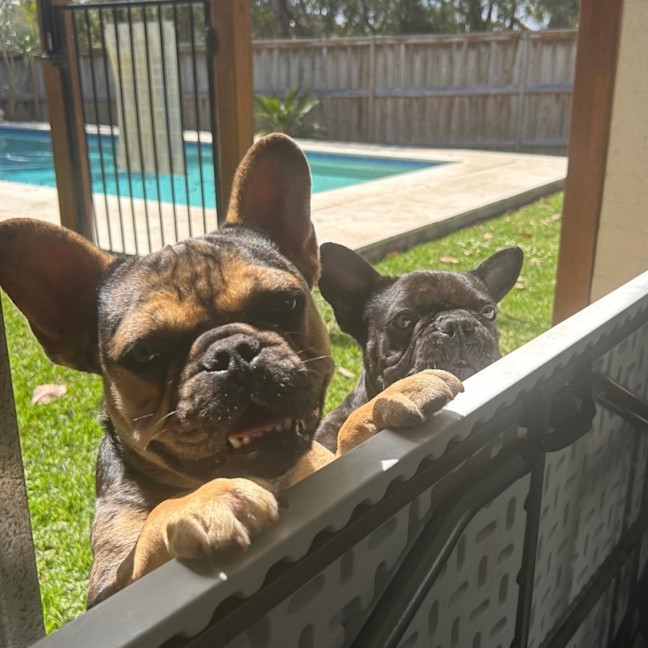 Photo of Effy & Finn  🌷🦴  Assisted Rehome