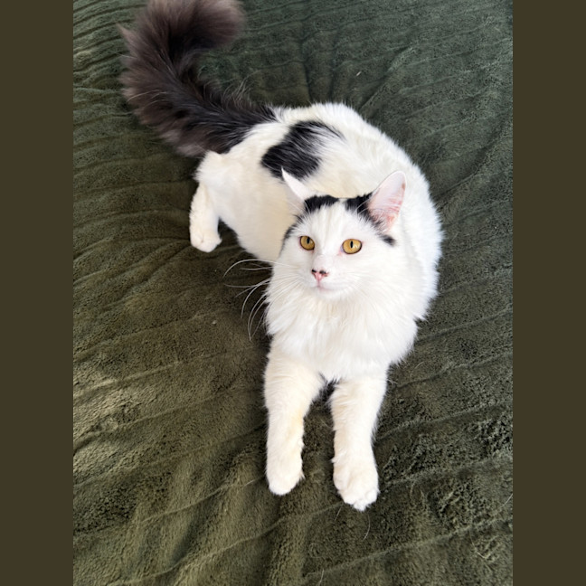 Photo of Meeko