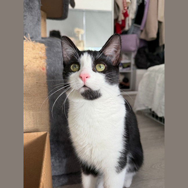 Photo of Felix