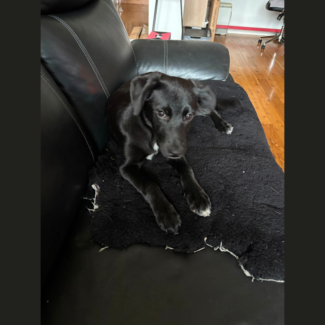 Photo of Primrose   5 Month Old Border Collie X
