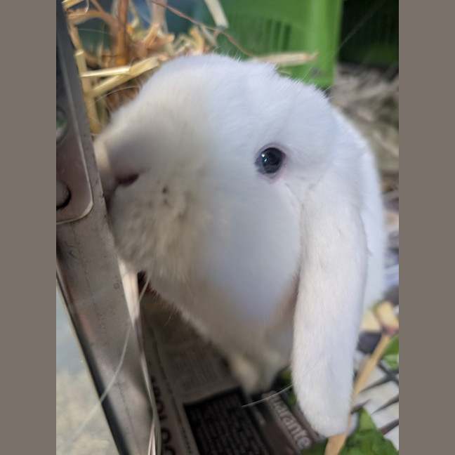 Photo of Snowy