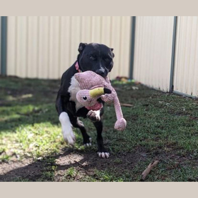 Photo of Vanellope Von Treats
