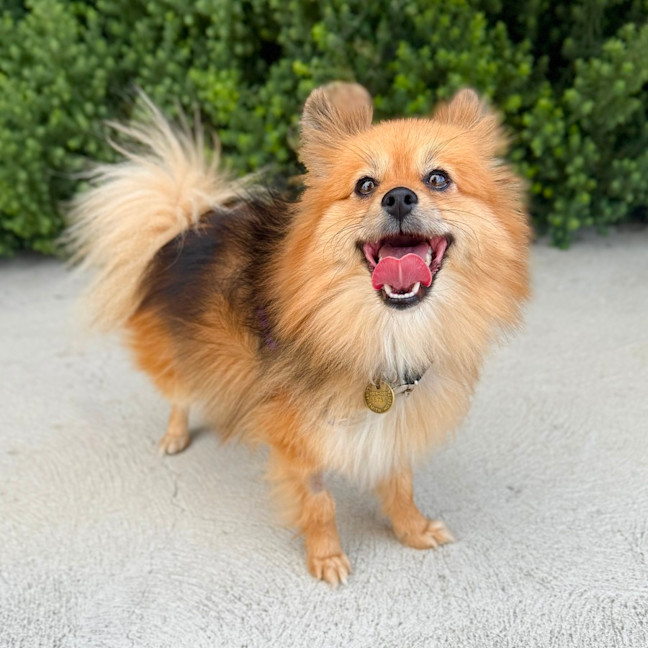 Spitz Dog Japanese Spitz Victoria Japanese Spitz Dog Print Art