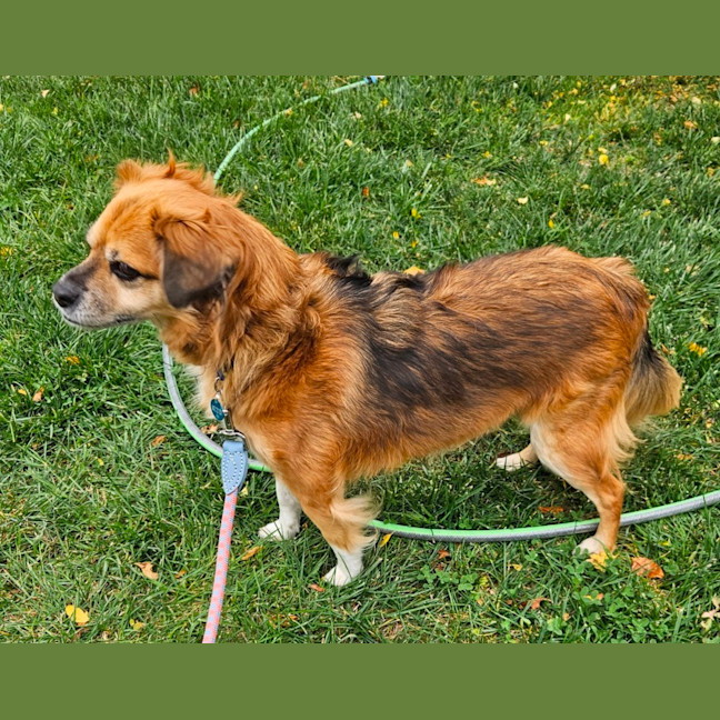 Photo of Buster